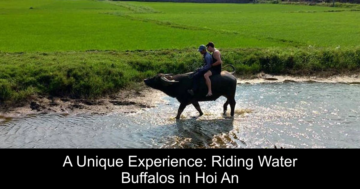 A Unique Experience: Riding Water Buffalos in Hoi An