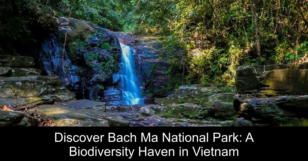 Discover Bach Ma National Park: A Biodiversity Haven in Vietnam