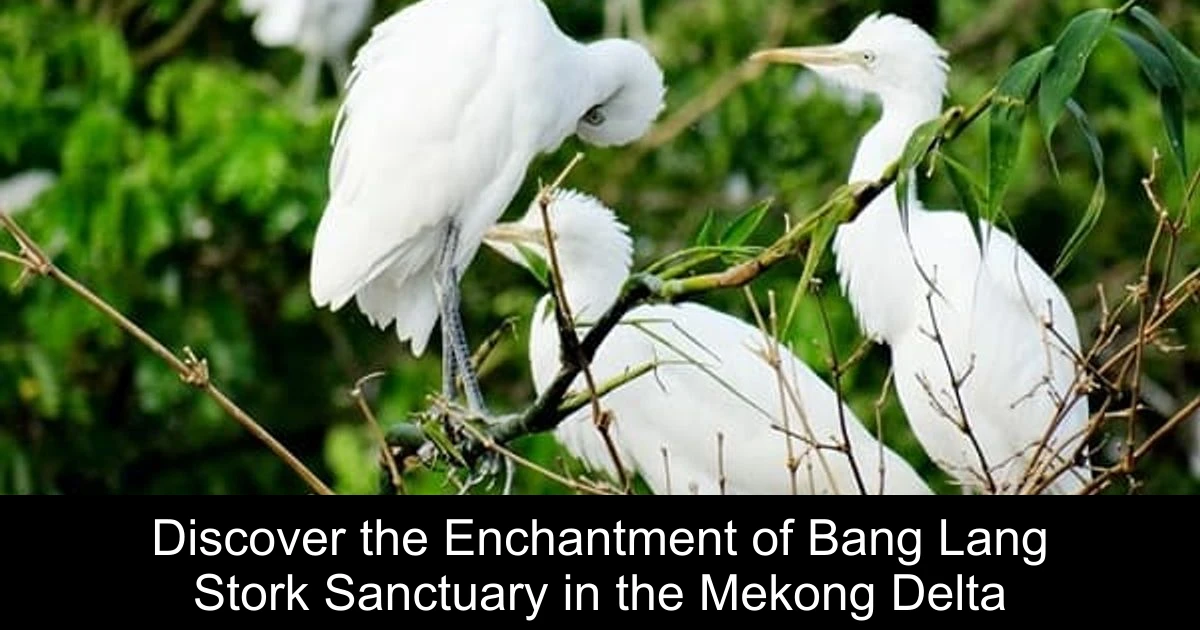 Discover the Enchantment of Bang Lang Stork Sanctuary in the Mekong Delta