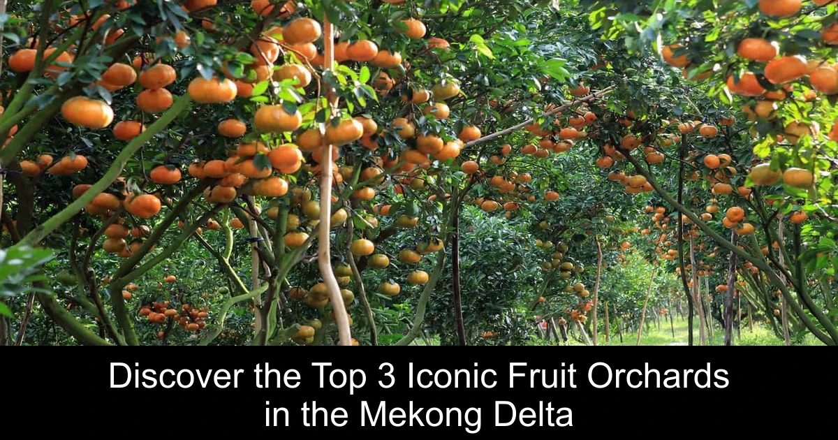 Discover the Top 3 Iconic Fruit Orchards in the Mekong Delta