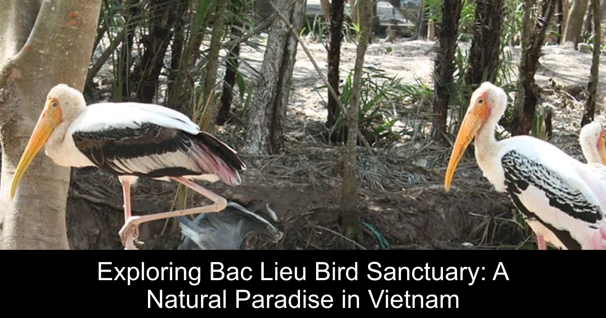 Exploring Bac Lieu Bird Sanctuary: A Natural Paradise in Vietnam