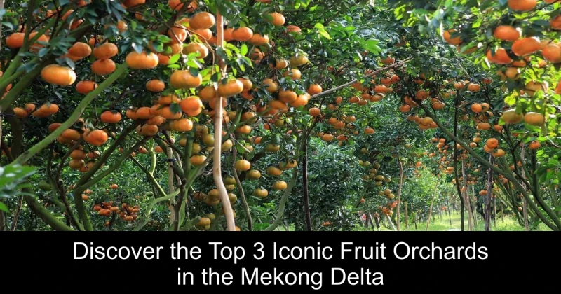 Discover the Top 3 Iconic Fruit Orchards in the Mekong Delta